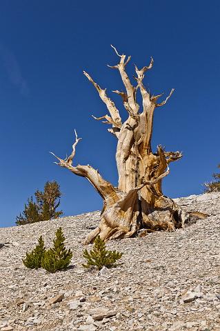015 Ancient Bristlecone Pine Forest.jpg